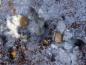 Preview: Chlorargyrite